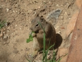 22avr_14.19 - Zion National Park.jpg